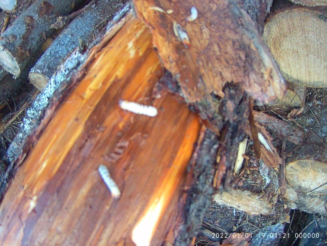 Усачи заразили древесину на двух предприятиях в Троицко-Печорском районе