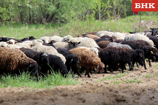 Глава Коми предложил разводить овец для борьбы с борщевиком